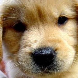 Meet your Posher, Veronica lynn